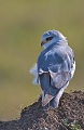 ce rapace , migrateur au long cours , a conquis la France dans les années 90 ,( nicheur ,depuis cette date ,dans les pyrénées-Atlantiques)  suite à sa progession en Espagne ; il demeure toutefois rare .Chasse à l'affût souvent au crépuscule . Elanion blanc
Tanzanie 